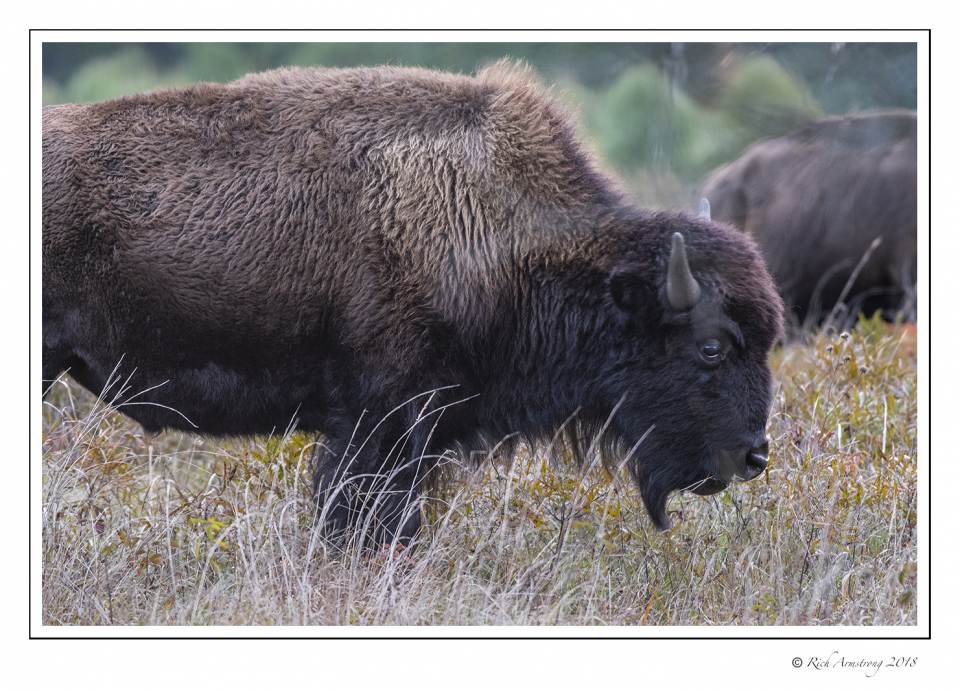 bison 1 copy.jpg